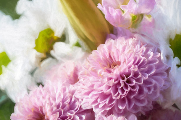 数码画粉红色菊花盛开。图片下载