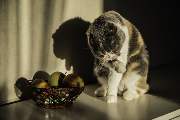 苏格兰有斑点的折耳猫图片下载