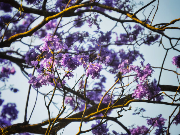 蓝花楹图片下载