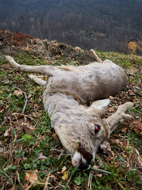 幼路杀狍子图片下载