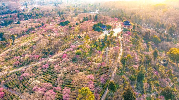 航拍中国江苏省南京明孝陵景区梅花山图片下载