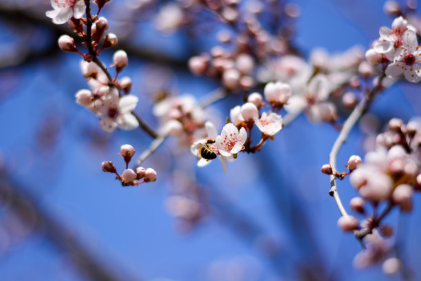 梅花的开花表明春天的到来图片下载