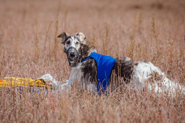 俄罗斯的psovaya borzaya种族图片下载