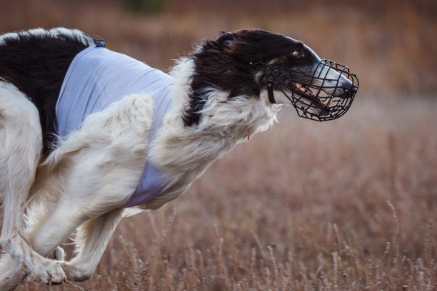 俄罗斯的psovaya borzaya种族图片下载