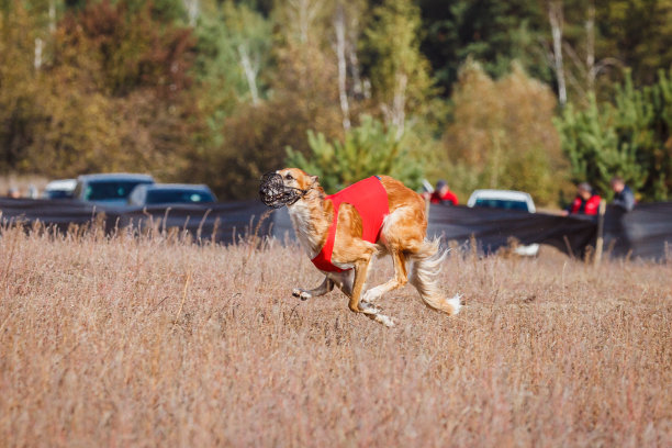 俄罗斯的psovaya borzaya种族图片下载