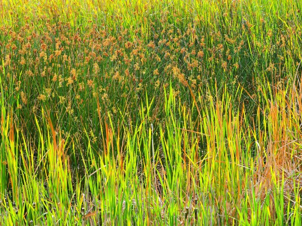 背光佛罗里达草和香蒲在佛罗里达中部景观图片下载