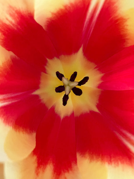 看到一片黄红色的郁金香。图片下载