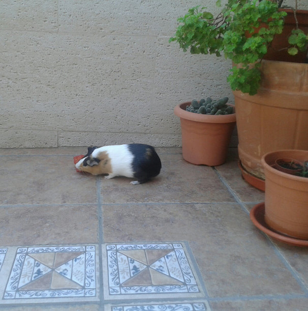 非常可爱和胖乎乎的三色豚鼠图片下载