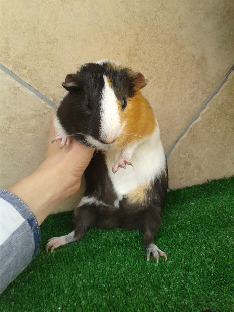 非常可爱和胖乎乎的三色豚鼠图片下载