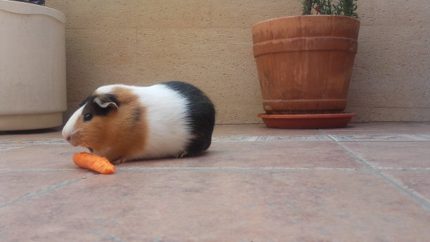 非常可爱和胖乎乎的三色豚鼠图片下载