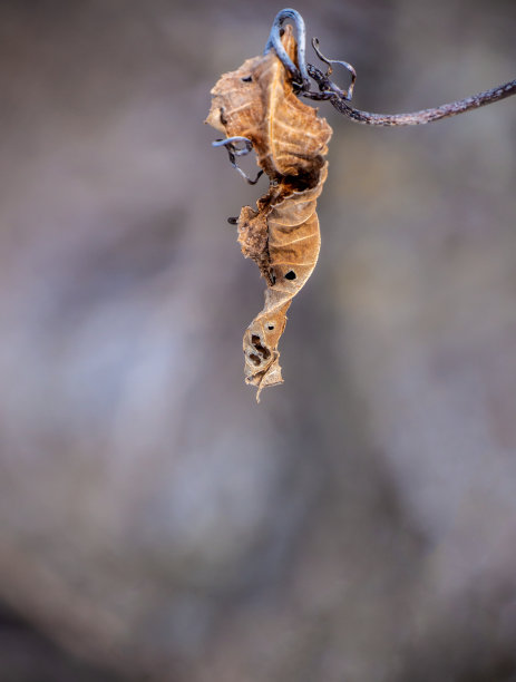 藤上的干叶子图片下载