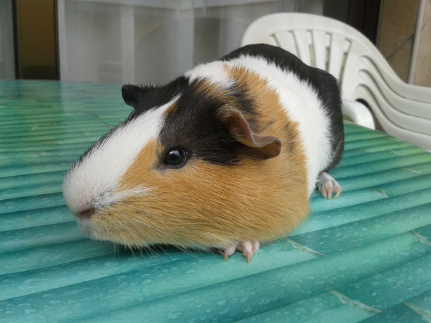 非常可爱和胖乎乎的三色豚鼠图片下载