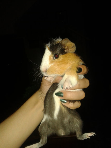 非常可爱和胖乎乎的三色豚鼠图片下载