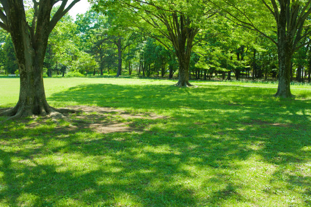 绿色的花园图片下载