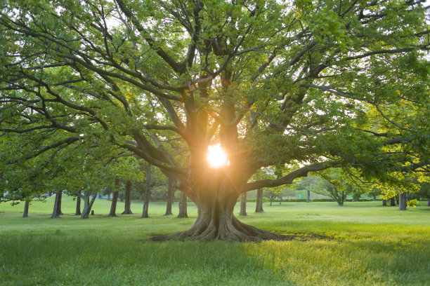 阳光下的树图片下载