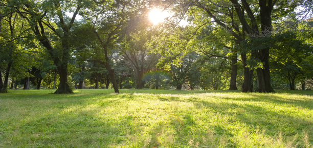 清晨的森林图片下载