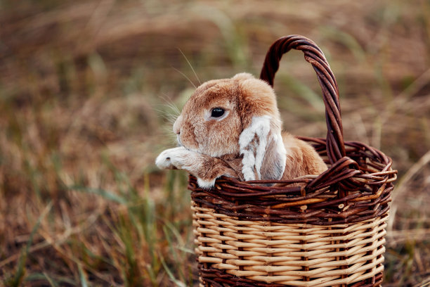 兔子坐在草地上图片下载