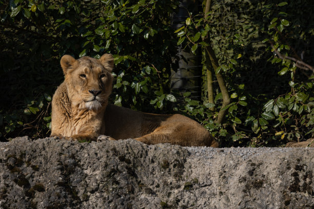 这只母狮子正躺在一块岩石上，就像电影《狮子王》里演的那样。这是多么美丽的景象啊。多么漂亮的动物。图片下载