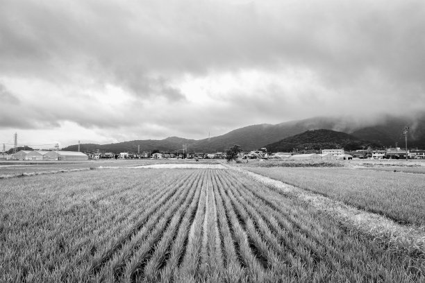 日本爱知县丰桥的夏季稻田图片下载