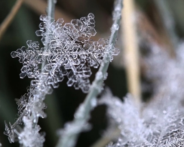 完美雪花在初雪季节休息图片下载