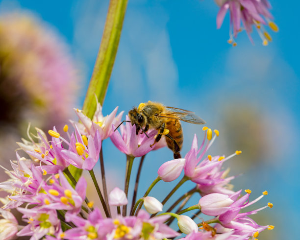 蜜蜂在点头的洋葱花。昆虫和野生动物保护，栖息地保护，后院花园的概念图片下载