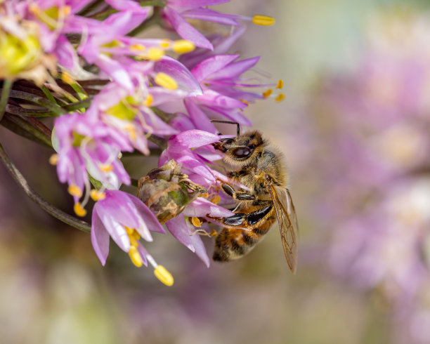 蜜蜂在点头的洋葱花。昆虫和野生动物保护，栖息地保护，后院花园的概念图片下载