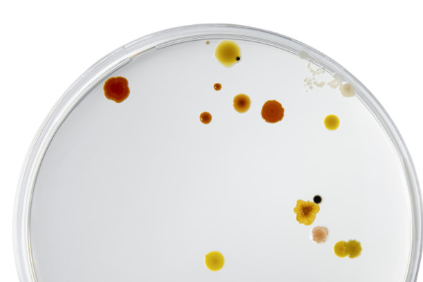 无菌培养皿和培养基与细菌在白色背景下剪切，检测各种细菌、病毒、冠状病毒、冠状病毒、COVID-19、微生物种群计数。食品科学。图片下载