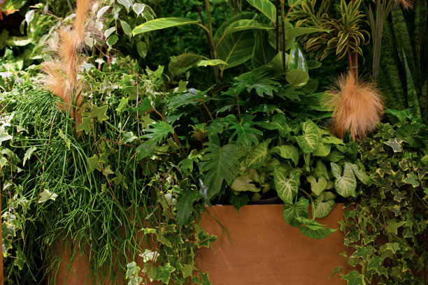 不同美丽的植物在房间里。房子装修。室内热带花园。许多绿色家庭盆栽植物。庭院不错。室内植物保健概念。城市生活和室内植物造型。图片下载