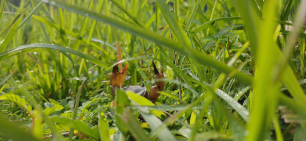 一只棕色的河蟹坐在绿色的草丛中图片下载