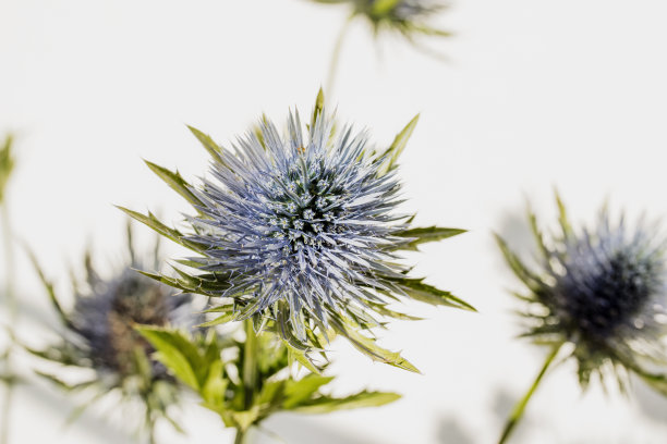 晴天的蓝色蓟。图片下载