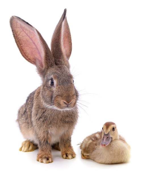 兔子和鸭子。图片下载