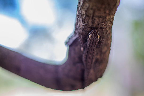 改变身体颜色，看起来像天然木材。图片下载