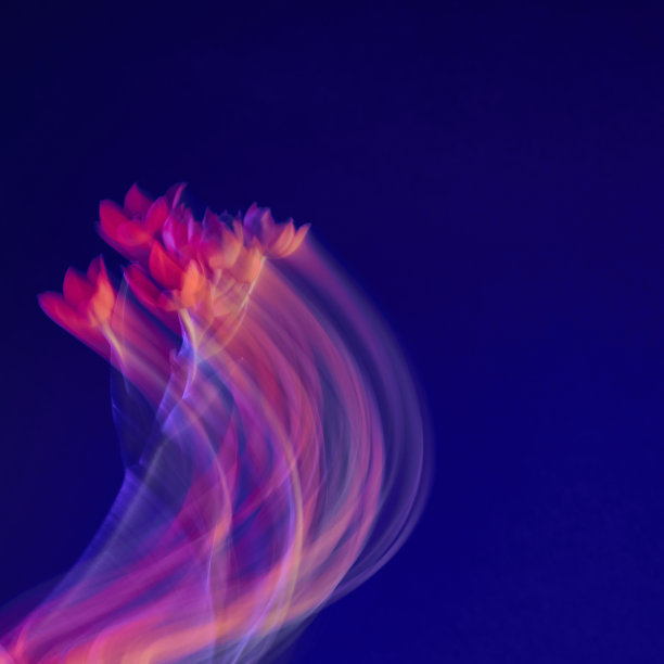 花。抽象。冻结的光。图片下载