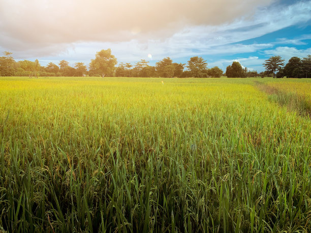 稻田图片下载