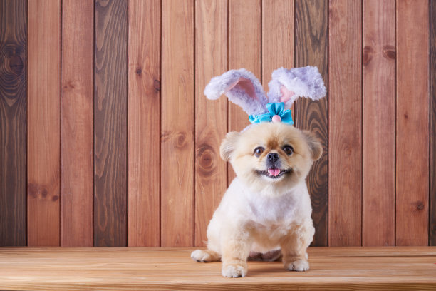 可爱的小狗博美混血哈巴狗戴着兔子耳朵坐在木地板背景上，偶尔复活节快乐图片下载