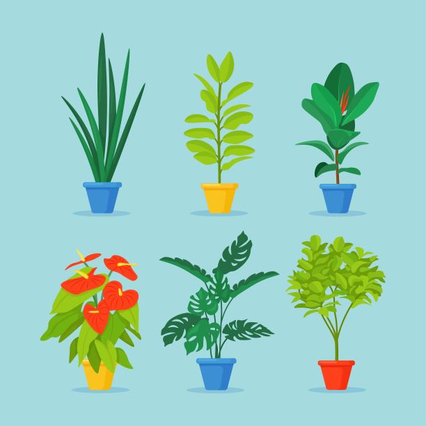 一套时髦的盆栽植物用于家居室内。不同的室内室内植物隔离在背景上。阿洛卡，飞龙，山芋，榕树。矢量设计图片下载