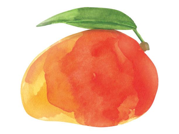 水彩新鲜成熟芒果水果，切片，绿色叶子特写孤立在白色背景上。纸上手绘图片下载