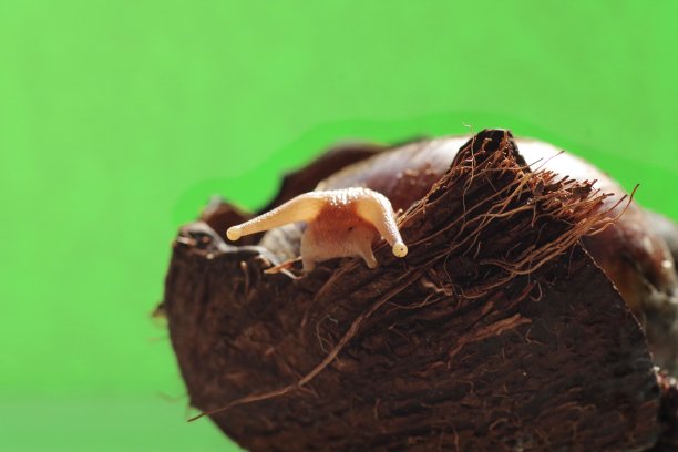 巨大的非洲蜗牛躲在椰子壳里。Achatina蜗牛图片下载