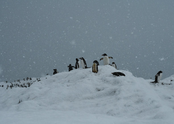 一群企鹅在暴风雪中图片下载