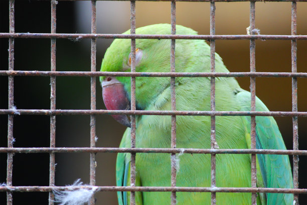 公园里笼子里的鹦鹉图片下载