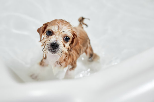 在浴室洗澡时把狗狗弄湿。特写,有选择性的重点图片下载