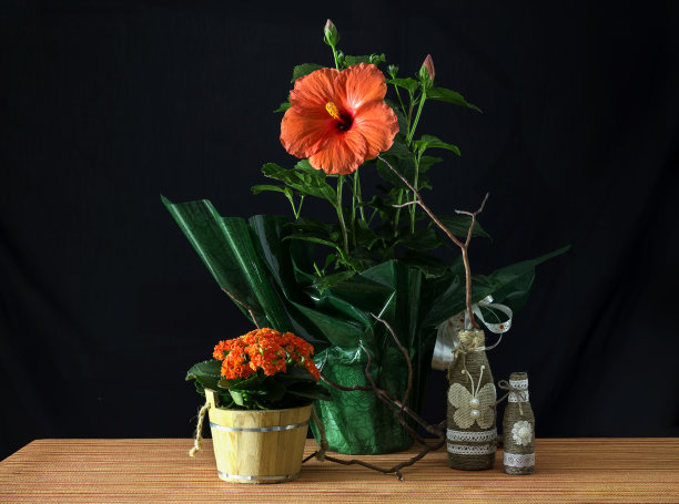 静物与木槿和植物kalanjo特写图片下载