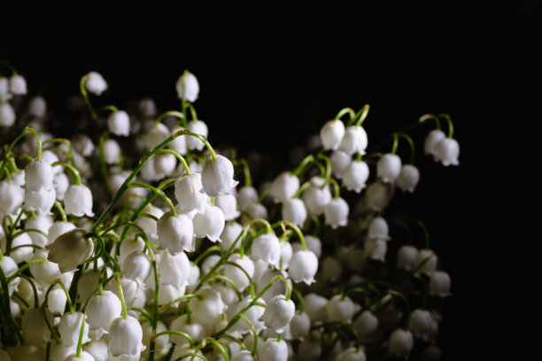 横幅与大的新鲜美丽的花束白色五月百合或铃兰在雨滴孤立在黑色背景与拷贝空间。水飞溅。花店广告或速递图片下载