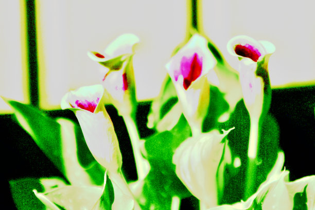 抽象的花朵背景图片下载