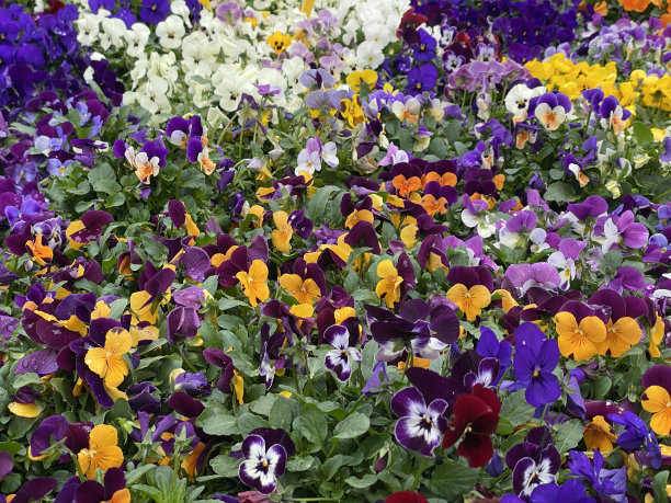 花园店图片下载