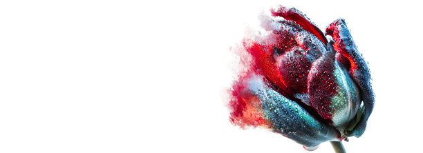 在白色背景上的彩色郁金香花蕾的特写照片。抽象绘画的影响图片下载