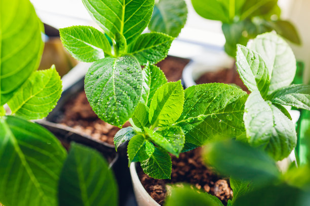 大叶绣球花被水滴覆盖的特写。在家里用插枝种新植物图片下载