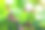 大叶绣球花被水滴覆盖的特写。在家里用插枝种新植物图片下载