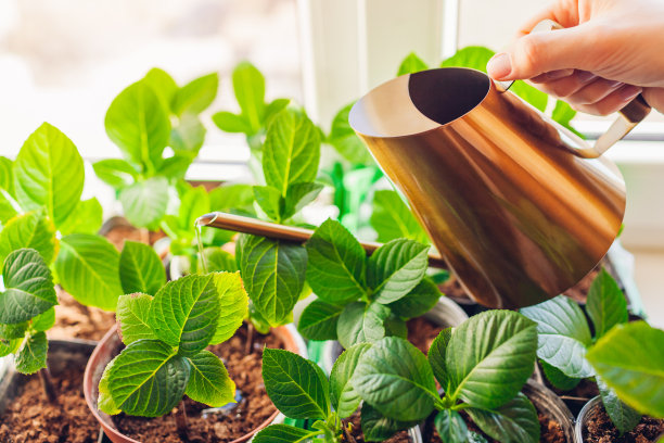 用喷壶浇灌绣球花。在窗台上种绣球花。家庭园艺图片下载