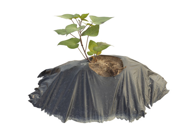 冲绳甘薯植物生长在花园孤立的白色背景包括修剪路径。图片下载